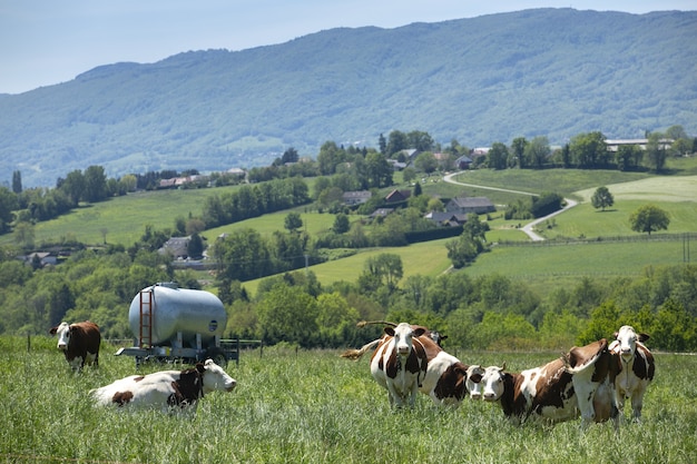 Herd of cows producing milk for Gruyere cheese in France in the spring