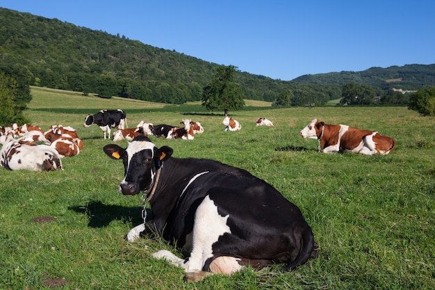 Herd of cows producing milk for gruyere cheese in france in the spring