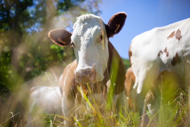 Herd of cows producing milk for Gruyere cheese in France in the spring