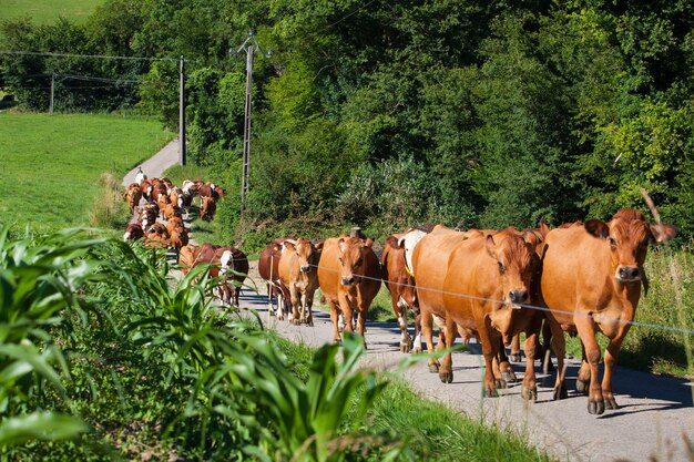 Herd of cows producing milk for Gruyere cheese in France in the spring