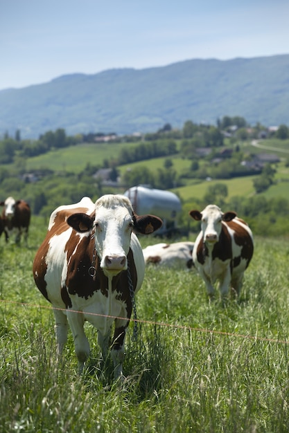 Herd of cows producing milk for Gruyere cheese in France in the spring