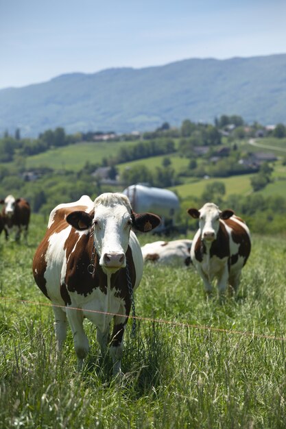 春にフランスでグリュイエールチーズのミルクを生産する牛の群れ