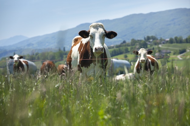 Herd of cows producing milk for Gruyere cheese in France in the spring