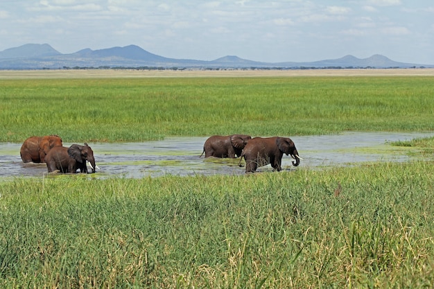 Herd of cute African elephants drinking at a water hole in the Tarangire National Park in Tanzania