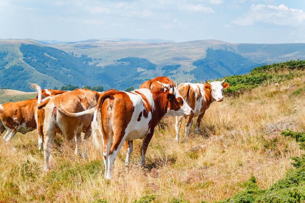 山の牧草地にいる乳牛の群れ