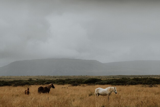 アイスランドの霧の背景を持つ芝生のフィールドで放牧している馬の群れ