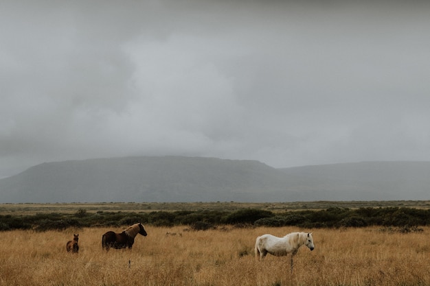 Herd of horses grazing in a grassy field with a foggy background in Iceland