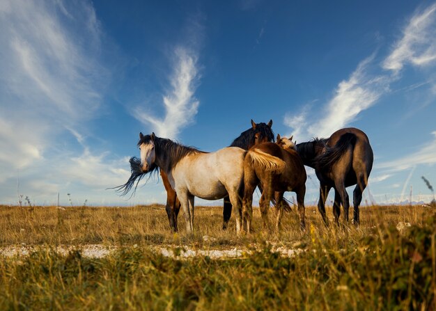 美しい空の下で牧草地を放牧している馬の群れ