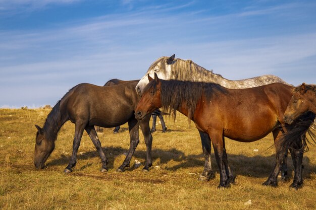 美しい空の下で牧草地を放牧している馬の群れ