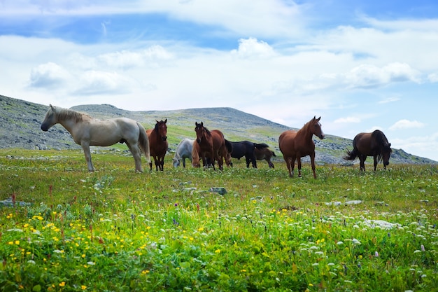 Free photo herd of horses