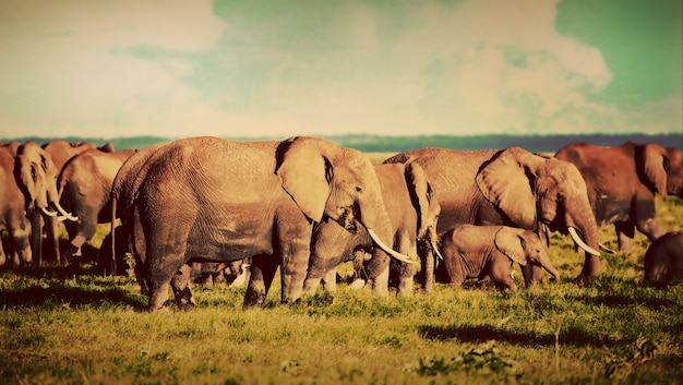 Бесплатное фото Стадо слонов