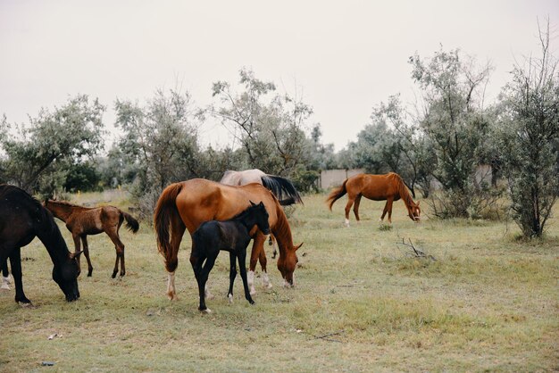 馬​の​群れ​が​農場​で​放牧している