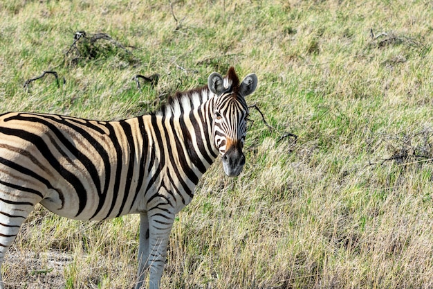 Бесплатное фото Стадо зебр ест стеклянное поле в национальном парке этоша, намибия