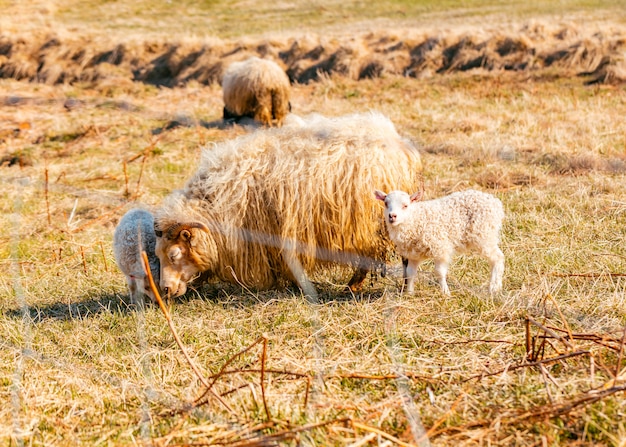 стадо овец ест траву в поле