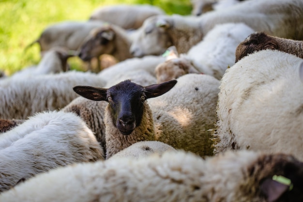 Herd of sheep grazing on a grass-covered field captured on a sunny day