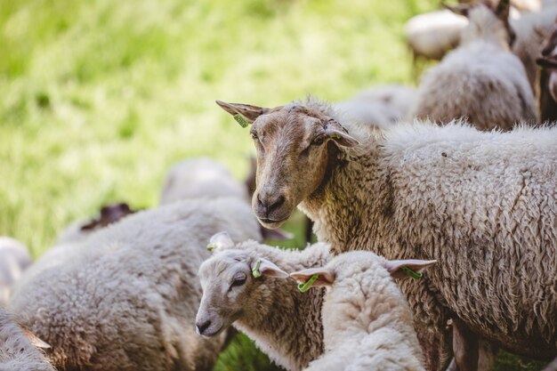 Herd of sheep grazing on a grass-covered field captured on a sunny day