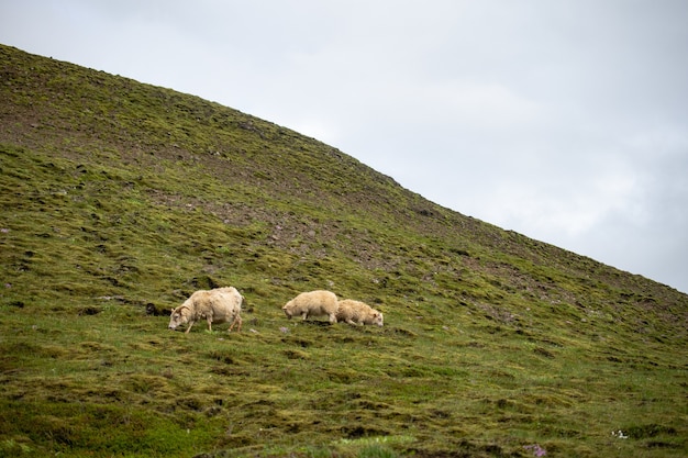 Herd of sheep grazing on the pasture during daytime