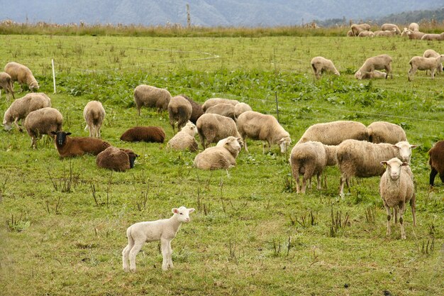 Стадо овец, пасущихся на пастбище в дневное время