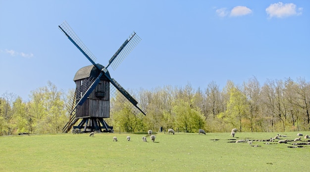 Herd of sheep grazing on the pasture near an old windmill with green trees behind