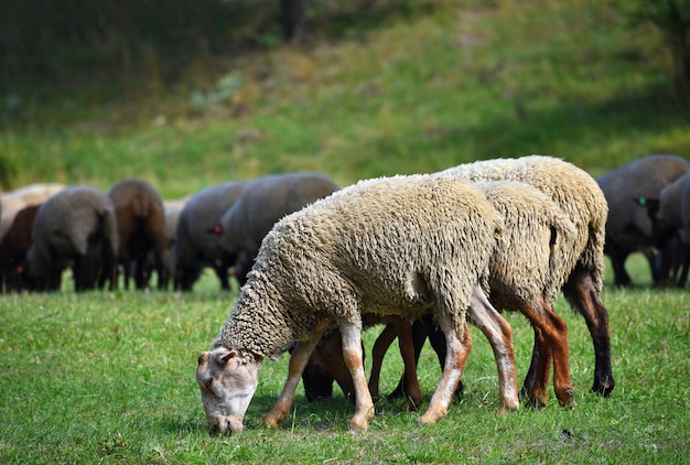 放牧の羊の群れ
