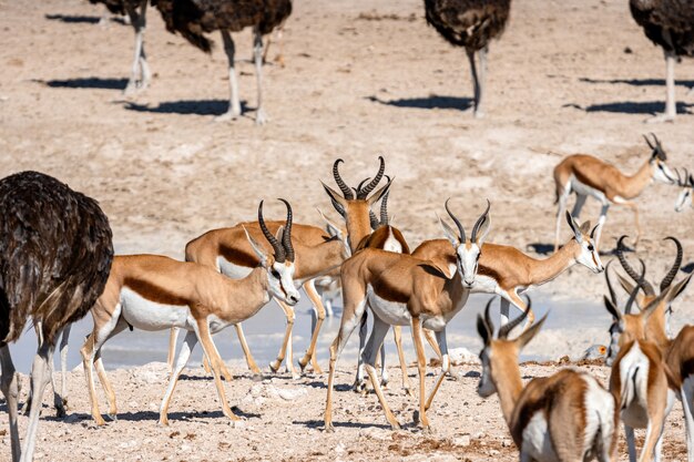 Herd of springboks antelopes and ostriches at waterhole, Okaukuejo, Etosha National Park, Namibia