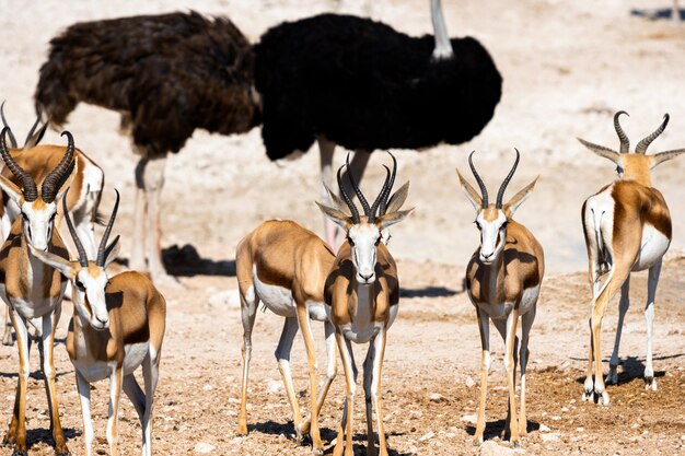 흠뻑 빠지거나, Okaukuejo, Etosha 국립 공원, 나미비아에서 스프링 영양과 타조의 무리