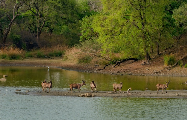 Herd of wild deer in the middle of a lake surrounded by greenery