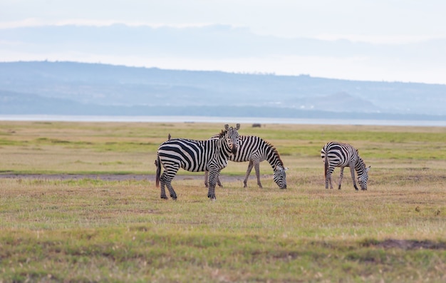 Free photo herd of wild zebras in a african flood plain