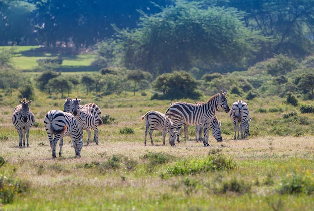 Herd of wild zebras