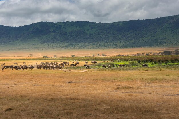 ンゴロンゴロ保全地域タンザニアアフリカのクレーター草原にあるヌーの群れ