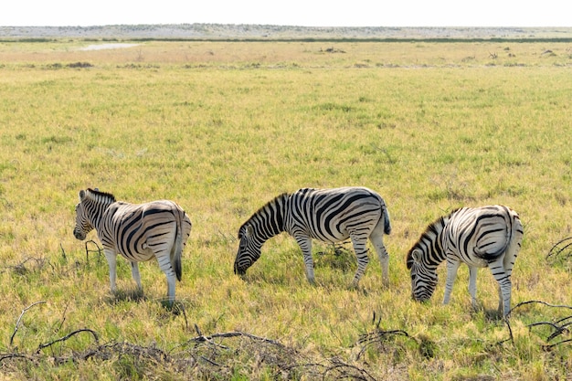 Foto gratuita gregge della zebra che mangia campo di vetro nel parco nazionale di etosha, namibia