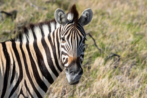 Стадо зебр ест стеклянное поле в национальном парке Этоша, Намибия