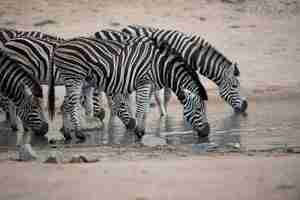 Free photo herd of zebras drinking water on the lake