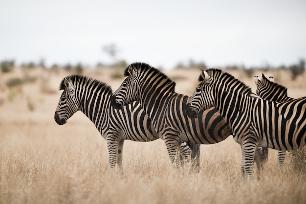 Foto gratuita mandria di zebre in piedi sul campo della savana