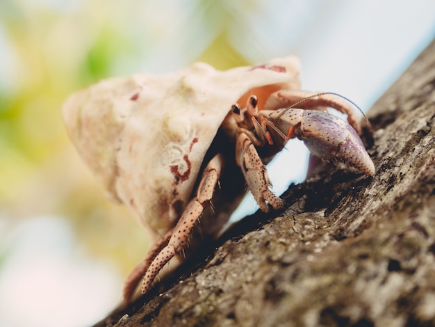 Hermit crab crawling on a wood under sunlight with a blurry background