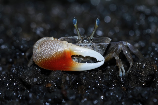 Free photo hermit crab walking on the white sand hermit crab closeup on sand