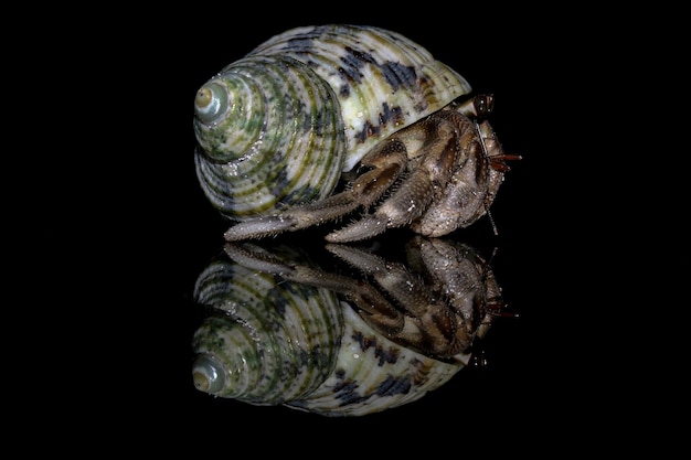 Hermit crabs with black background Hermit crabs closeup