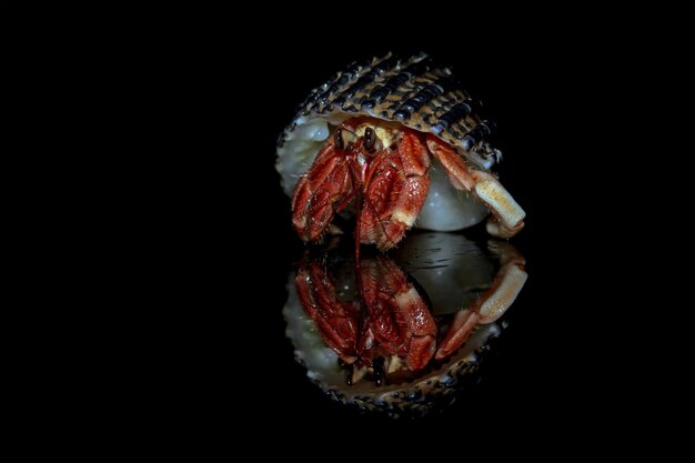 Hermit crabs with black background Hermit crabs closeup