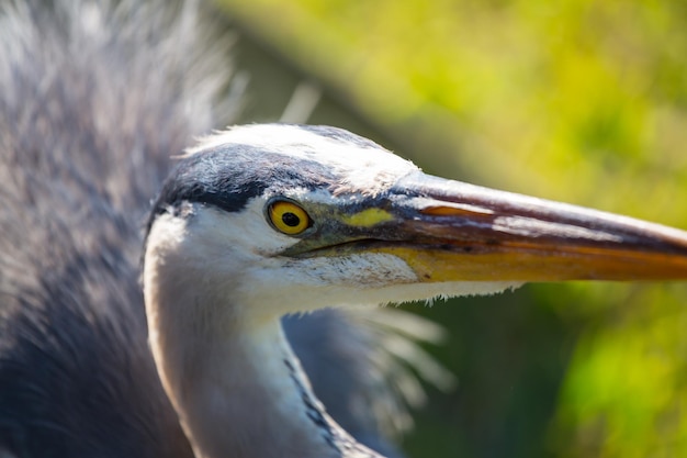 Free photo heron