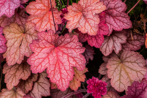 Heuchera. Семейство Saxifragaceae. Закройте. Macro. Резные яркие листья Heuchera в саду.