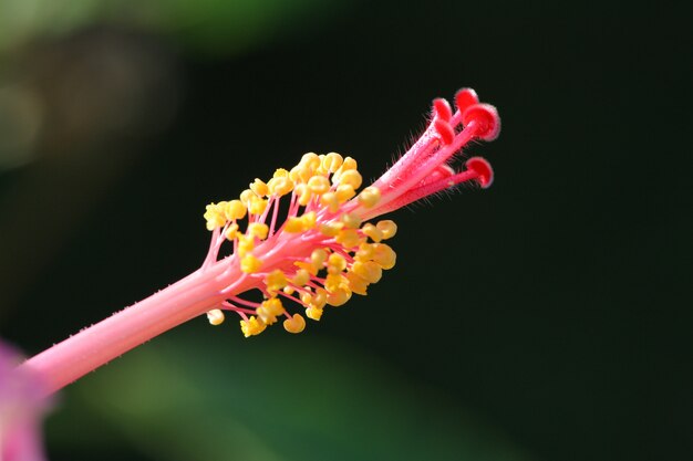 ハイビスカスの花マクロ