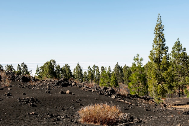 Free photo high altitude forest above the clouds