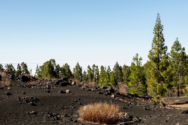 High altitude forest above the clouds