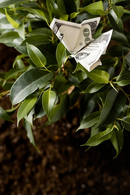 high angle of banknote on plant with leaves