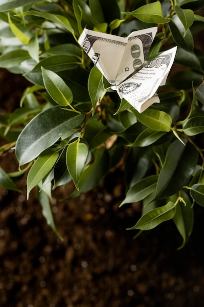 High angle of banknote on plant with leaves