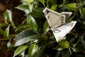 Free photo high angle of banknote on plant