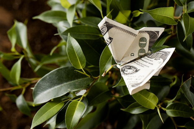 High angle of banknote on plant