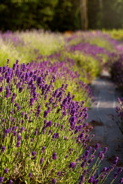 High angle beautiful lavender field