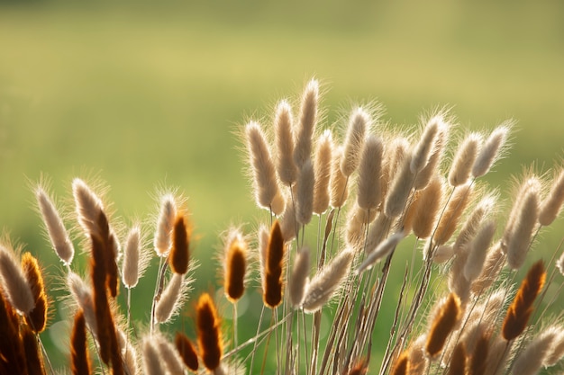 High angle beautiful natural plants