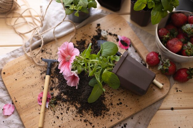 ハイアングルの美しいピンクの花